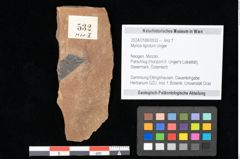 Foto (Objekt + Etikett) von Myrica lignitum Unger (NHMW-GEO-2024-0188-0532)
